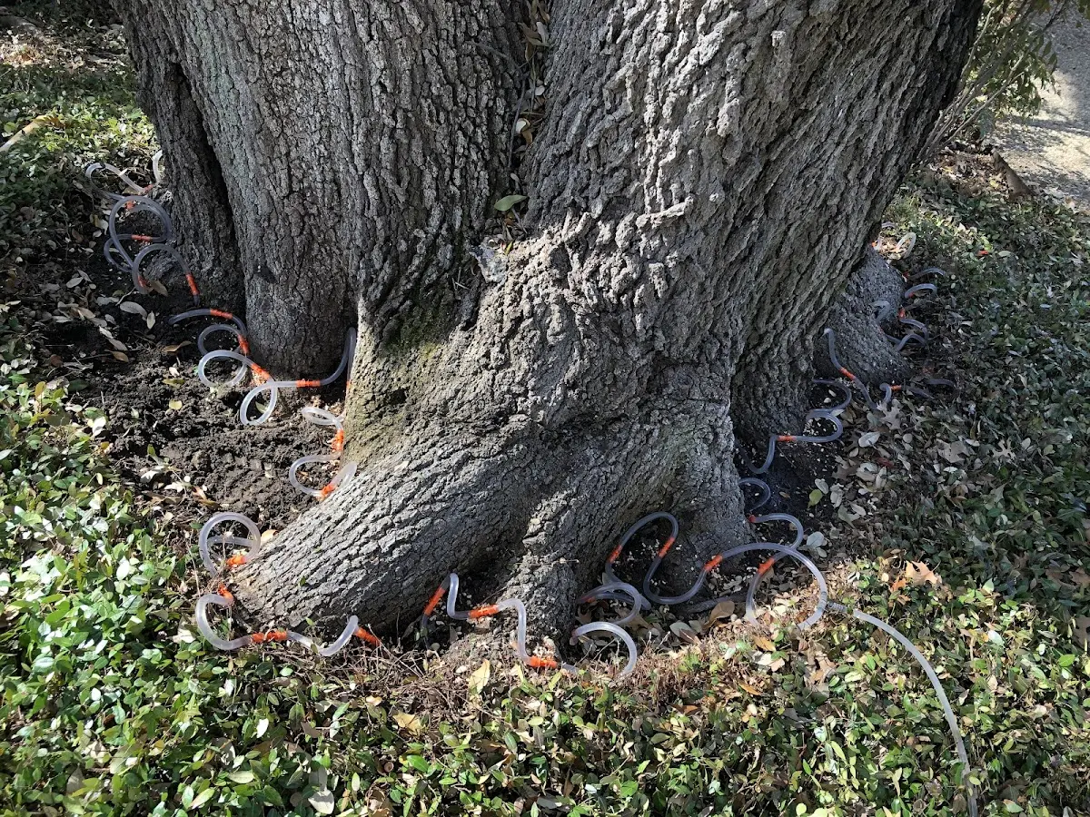 Detailed Tree Cabling and Bracing job site in Delta Junction