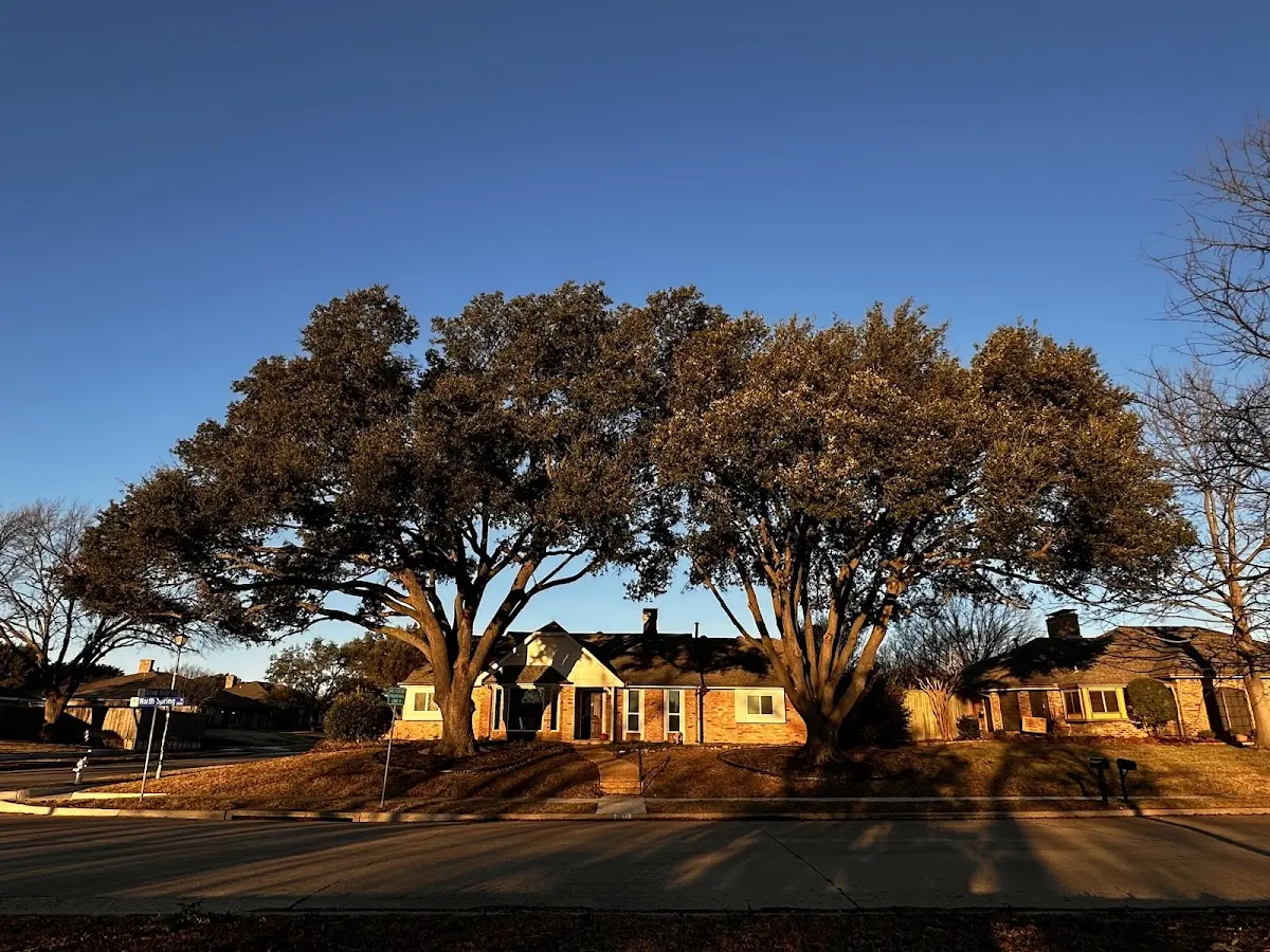 Established residential canopy tree shading a home in Delta Junction